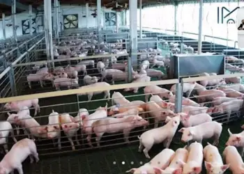 Desplome del 21% en autosuficiencia porcina mexicana