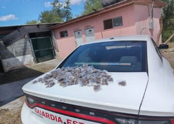 Aseguran droga tras persecución en Matamoros