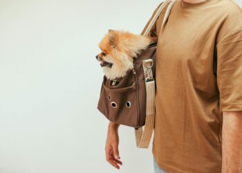 ¿Viajas con tu mascota? Todo lo que necesitas saber sobre trámites, vacunas y transporte seguro