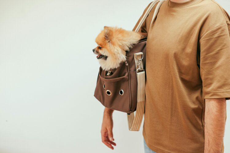 ¿Viajas con tu mascota? Todo lo que necesitas saber sobre trámites, vacunas y transporte seguro