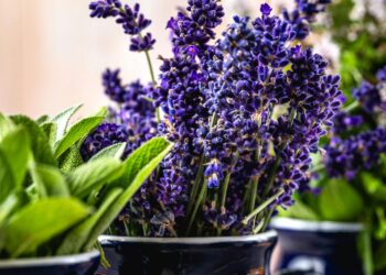 Plantas con aromas intensos que ayudan a ahuyentar a los mosquitos