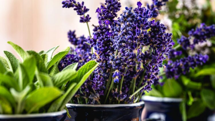 Plantas con aromas intensos que ayudan a ahuyentar a los mosquitos