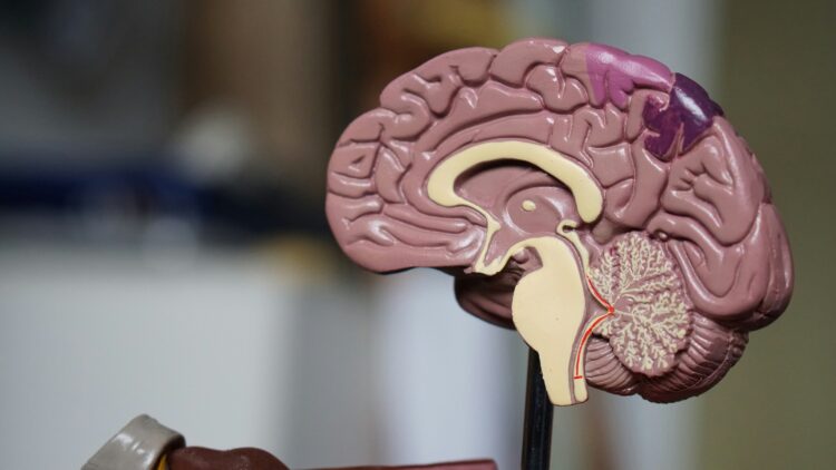 Hipertensión y salud cerebral: por qué bajar la presión a 120 protege tu memoria