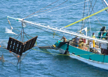 CONAPESCA capacitara a mil 500 pescadores para protección de las tortugas marinas