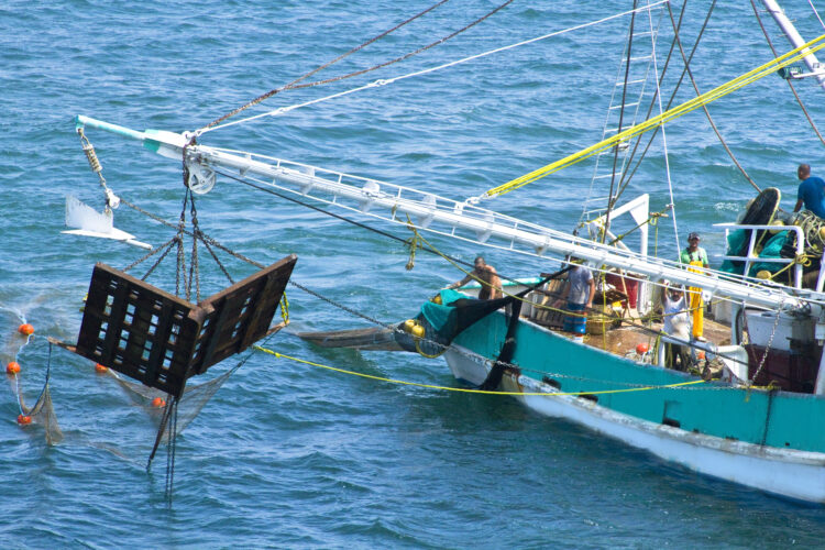 CONAPESCA capacitara a mil 500 pescadores para protección de las tortugas marinas