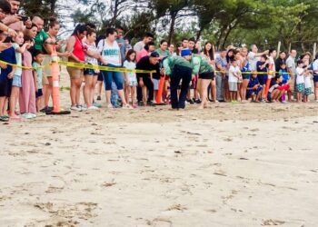 Participan familias en liberación de crías de tortuga lora en Soto la Marina, Tamaulipas