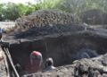 Lidera Tamaulipas la producción nacional de carbón vegetal para la carnita asada