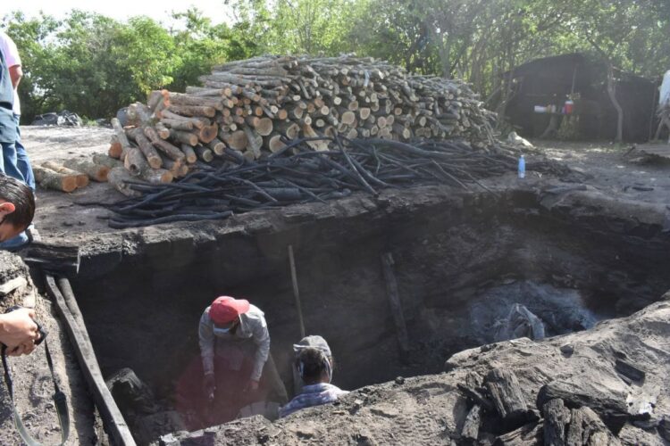 Lidera Tamaulipas la producción nacional de carbón vegetal para la carnita asada