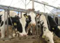 Enfrenta México déficit de 7 mil 430 millones de litros de leche anuales; plantean frenar importación en polvo