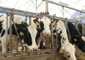 Enfrenta México déficit de 7 mil 430 millones de litros de leche anuales; plantean frenar importación en polvo