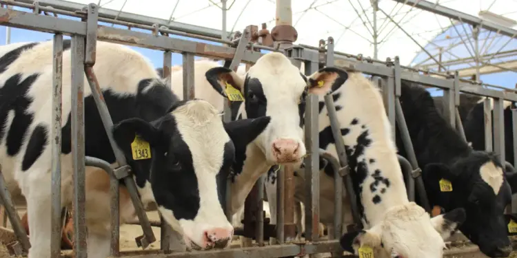 Enfrenta México déficit de 7 mil 430 millones de litros de leche anuales; plantean frenar importación en polvo