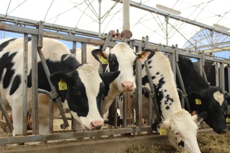 Enfrenta México déficit de 7 mil 430 millones de litros de leche anuales; plantean frenar importación en polvo