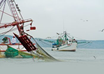 Arrancó 30 de mayo veda al camarón desde la desembocadura del río Bravo al Coatzacoalcos: CONAPESCA