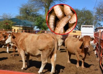 Gusano barrenador alcanza la frontera de Tamaulipas; confirman caso en Nuevo Laredo.