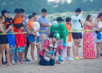 Disfrutan liberación de crías de tortuga lora en Playa Miramar de Madero
