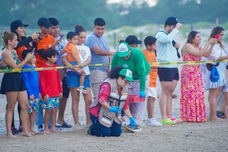 Disfrutan liberación de crías de tortuga lora en Playa Miramar de Madero