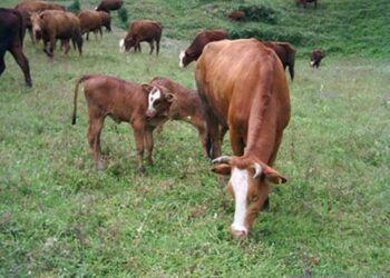 Alcanza a Méndez gusano barrenador del ganado; presente ya en 30 municipios de Tamaulipas