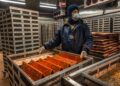 Activará México planta de moscas estériles contra gusano barrenador del ganado el 25 de junio