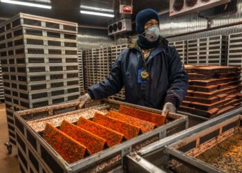 Activará México planta de moscas estériles contra gusano barrenador del ganado el 25 de junio