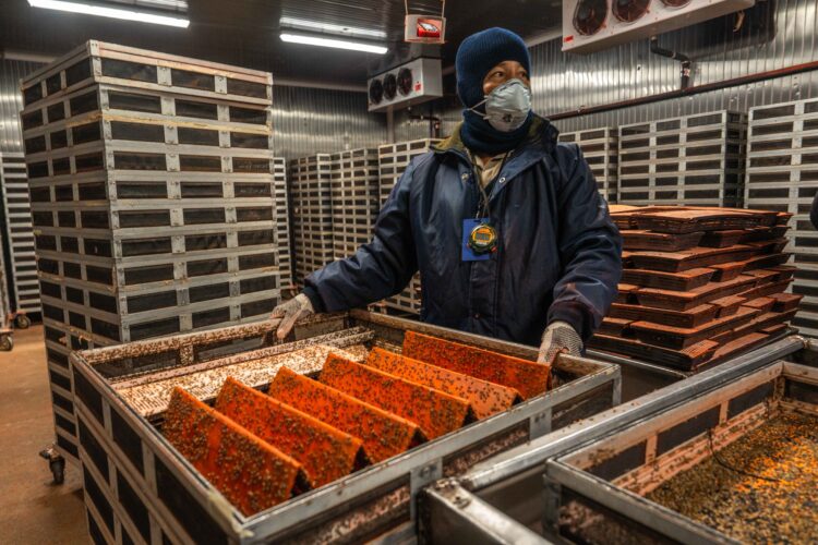 Activará México planta de moscas estériles contra gusano barrenador del ganado el 25 de junio