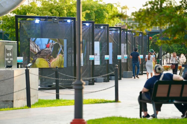 Invita Turismo a vivir “Alas en Libertad” en Tampico