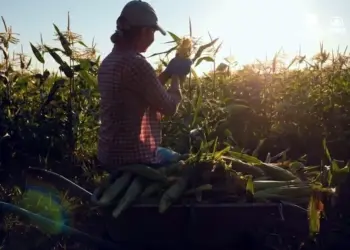 Organizaciones agrícolas piden renovar el T-MEC