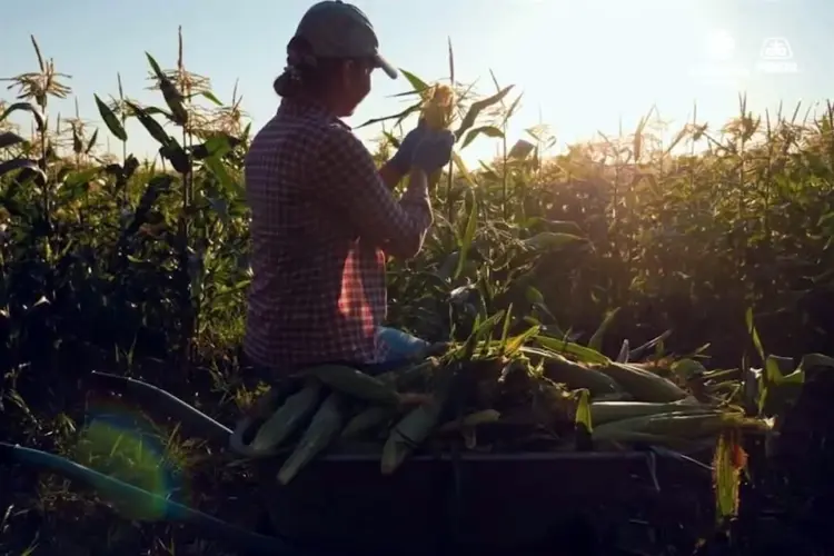 Organizaciones agrícolas piden renovar el T-MEC