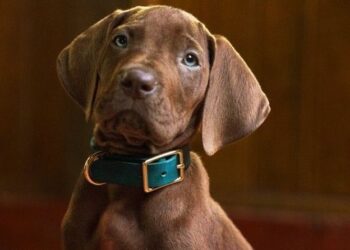 Primer vistazo de Scooby-Doo en acción real para Netflix
