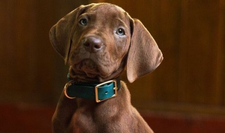 Primer vistazo de Scooby-Doo en acción real para Netflix