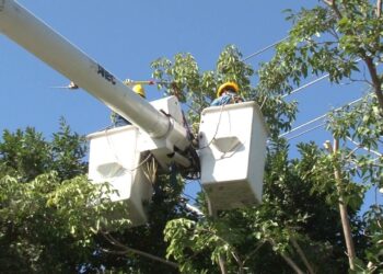 Retiran ramas en Tampico para evitar apagones