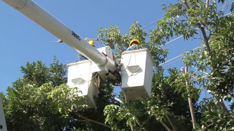Retiran ramas en Tampico para evitar apagones