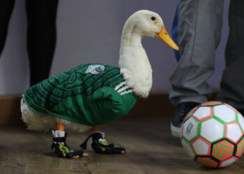 La mascota Merlín inicia trámites de propiedad intelectual en México