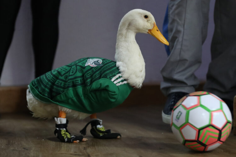 La mascota Merlín inicia trámites de propiedad intelectual en México