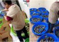 Profepa asegura 369 tortugas en Matamoros