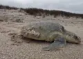 Registra Tamaulipas más de 1700 arribos de tortugas Loca