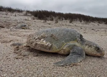 Registra Tamaulipas más de 1700 arribos de tortugas loras