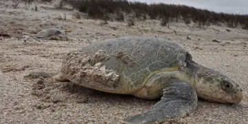 Registra Tamaulipas más de 1700 arribos de tortugas loras