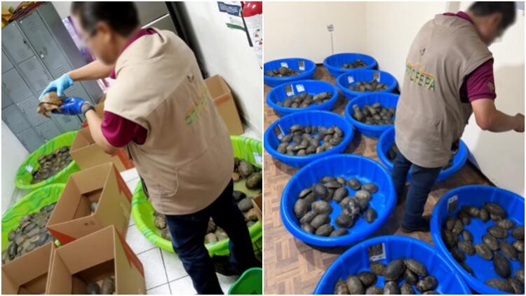 Profepa asegura 369 tortugas en Matamoros