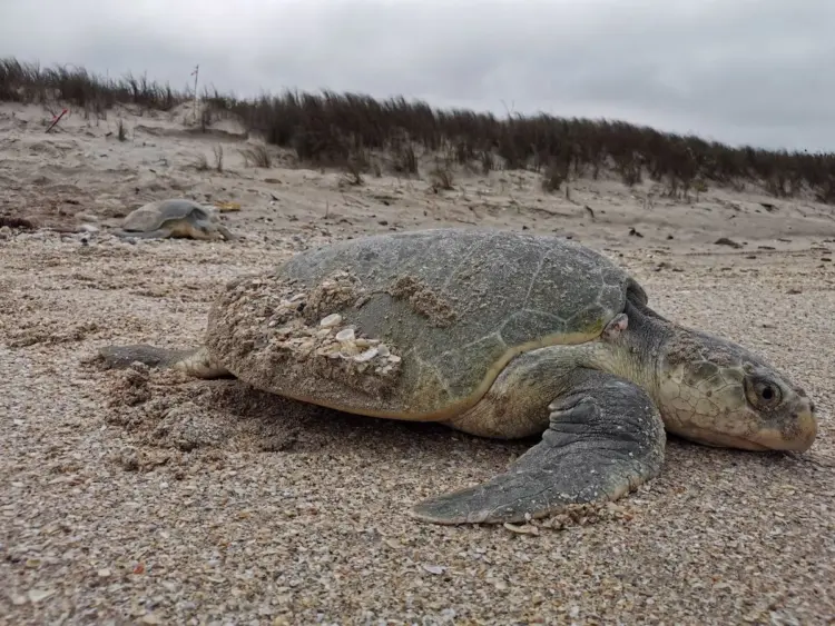 Registra Tamaulipas más de 1700 arribos de tortugas loras