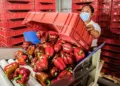México pierde terreno ante rivales por importación de alimentos