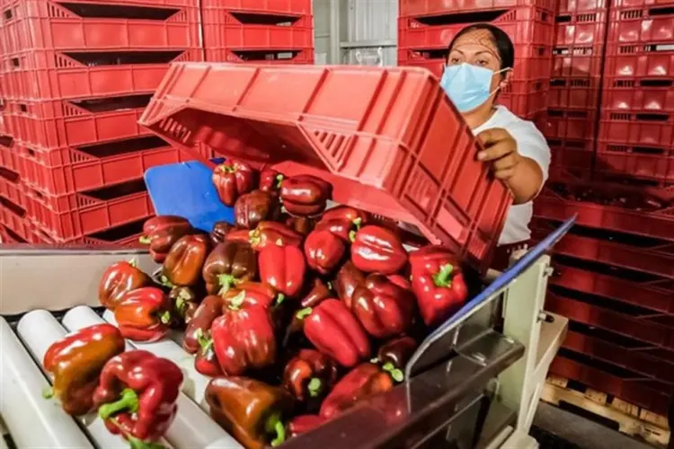 México pierde terreno ante rivales por importación de alimentos