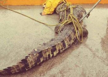 Alertan por cocodrilos en viviendas de Madero