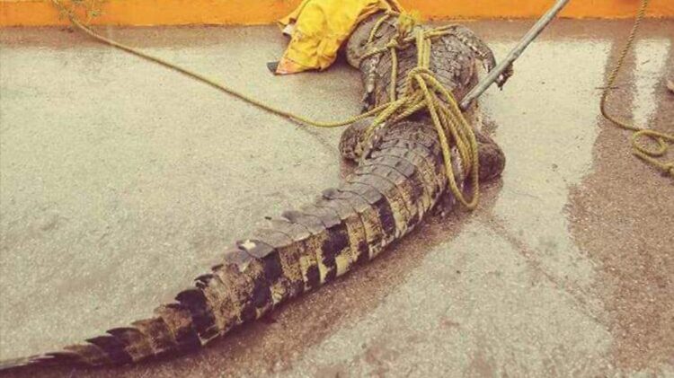 Alertan por cocodrilos en viviendas de Madero