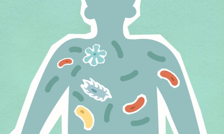 Bacterias intestinales en bebés: pistas sobre autismo y TDAH