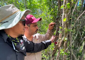 Refuerzan vigilancia para proteger paloma ala blanca