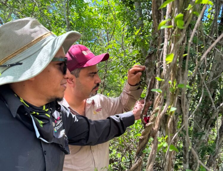 Refuerzan vigilancia para proteger paloma ala blanca