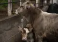 Perros entrenados reforzarán combate a gusano barrenador