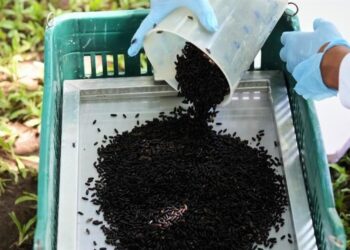 Inaugurarán planta de mosca contra gusano barrenador