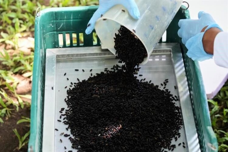Inaugurarán planta de mosca contra gusano barrenador