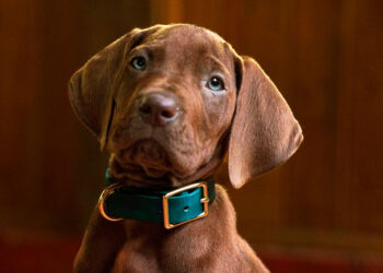 Scooby-Doo regresa en nueva serie live action por Netflix